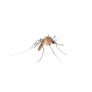 BUG FREEDOM Repellent Mist 50ml