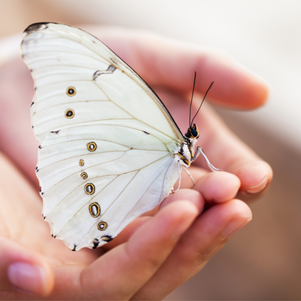 beautiful white butterfly